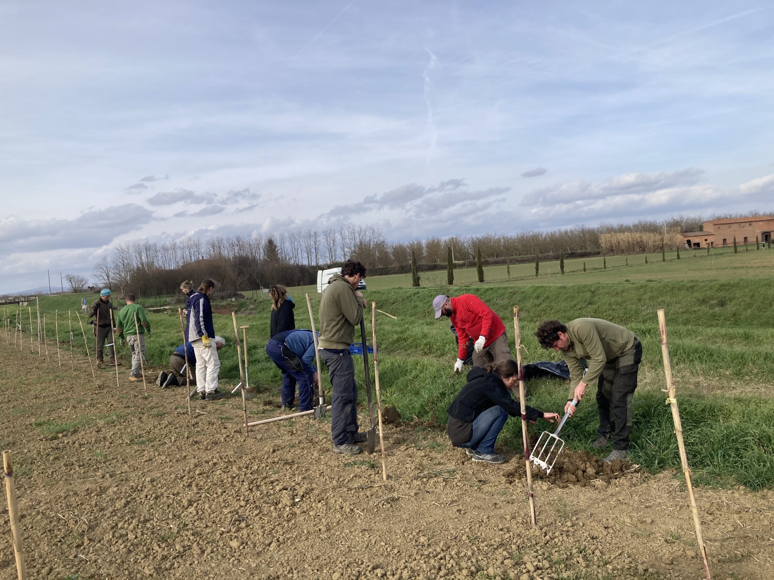 We plant hedges in Torrita di Siena
