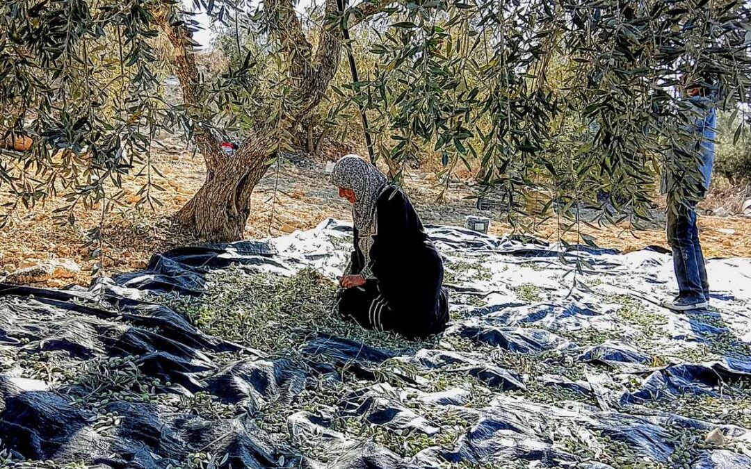 Progetto C.A.S.A., solidarietà attiva con le comunità agricole palestinesi